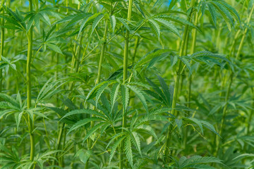 Marijuana plant at outdoor cannabis farm field.