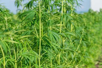 Marijuana plant at outdoor cannabis farm field.
