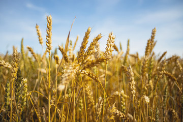 Ripe golden wheat ears under blue sky on sunny day, close up