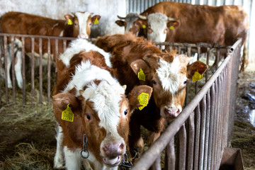 tawny-and-white blotchy cows in a pen in a barn