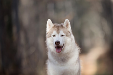 Close-up Portrait of gorgeous and free Beige dog breed Siberian Husky sitting in the fall forest at sunset