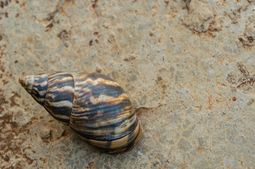 Spiral Snail Shell On Asphalt Pavement