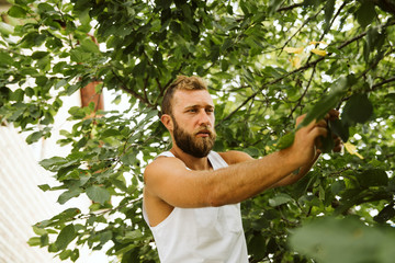 A man with beard is pruning trees