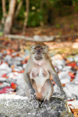Little monkey on a tropical island with its natural environment