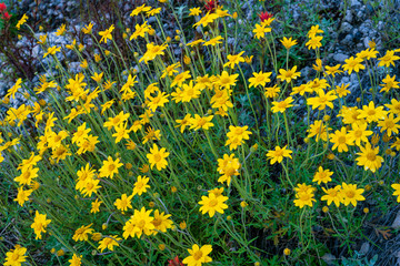 Wild Flowers On East Side of Mount Saint Helens