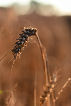 Isolierter Weizenhalm blurry Background Sonnenaufgang