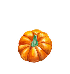 Pumpkin by a watercolour.On isolated white background. Watercolor postcard, illustration