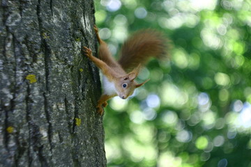 squirrel on tree