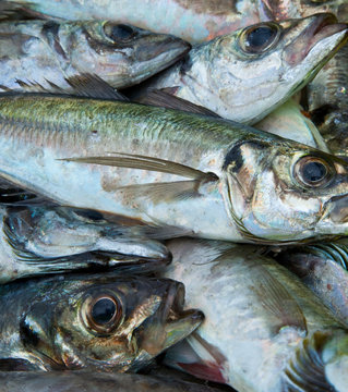 Descargando el Chicharro, Puerto de Santo&ntilde;a, Mar Cant&aacute;brico, Cantabria, Espa&ntilde;a