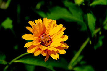 Blooming yellow flowers in summer garden