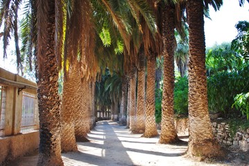 Allée des palmiers centenaires