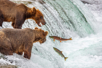 Grizzly bears fishing for salmon at Brooks Falls, Katmai NP, Alaska