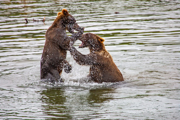 Fototapeta premium Grizzly bears fishing for salmon at Brooks Falls, Katmai NP, Alaska