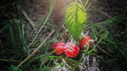Fresh growing raspberries plant in forest green leaves harvesting