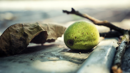 Close up of unripe green nut on tree