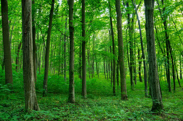 Fototapeta premium Światło słoneczne w zielonym lesie, wiosna