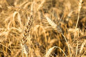 Golden wheat field as background. Autumn landscape of yellow rye field with sunshine