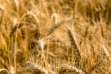Golden wheat field as background. Autumn landscape of yellow rye field with sunshine