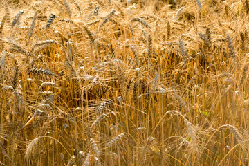 Golden wheat field as background. Autumn landscape of yellow rye field with sunshine