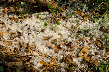 white feather after hunt