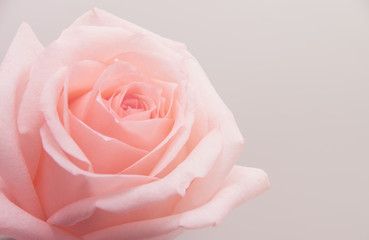 Fototapeta na wymiar Close-up of garden rose