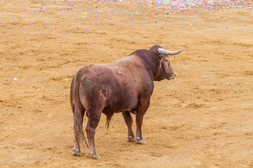 bullfight, Spanish brave bull in a bullring. the animal is brown and has very sharp horns