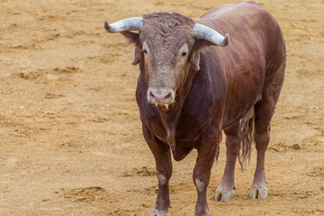 Fighting, bullfight, Spanish brave bull in a bullring. the animal is brown and has very sharp horns