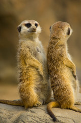 meerkat on guard