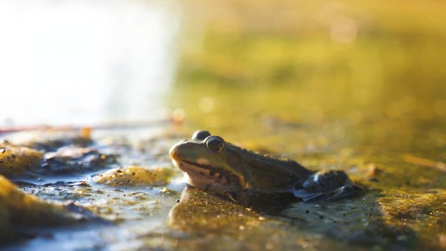 Green frog in the pond in a lifestyle swamp. Rana Esculenta . frog on nature in water. wild animal concept