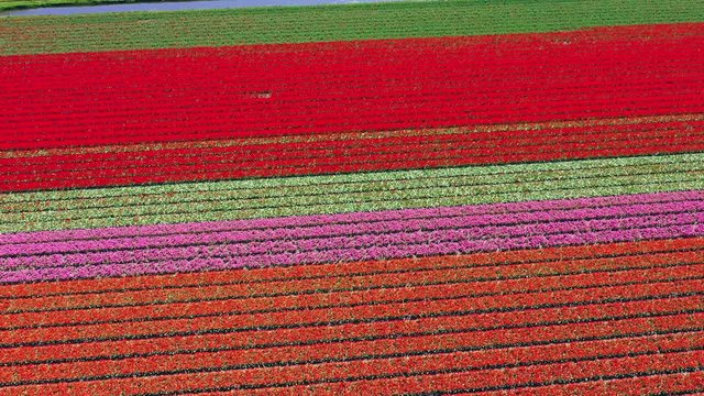 Aerial view of tulip bulb-fields in springtime, Holland, the Netherlands