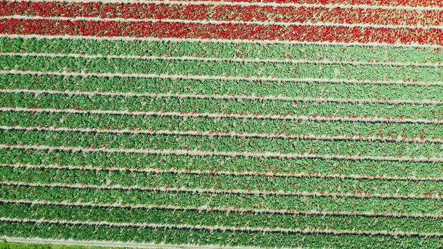 Aerial view of tulip bulb-fields in springtime, Holland, the Netherlands