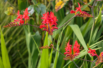 Crocosmia