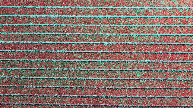 Aerial view of tulip bulb-fields in springtime, Holland, the Netherlands