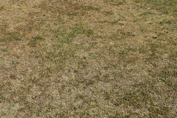 Sommer, Klima, Klimawandel, Wiese, Rasen, verdörrt, Dürre, Regenmangel, ausgetrocknet, Gras,...