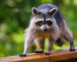 raccoon