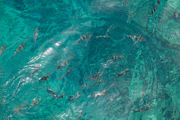 Fish in clear sea water. Snorkeling paradise