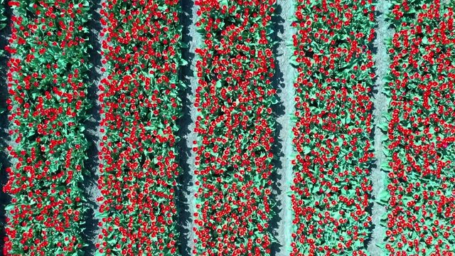 Aerial view of tulip bulb-fields in springtime, Holland, the Netherlands