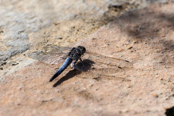 Blaue Libelle sitzt auf der Erde