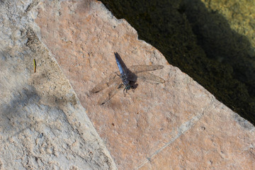 Blaue Libelle sitzt auf der Erde