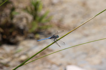 Blaue Libelle auf einem Grashalm