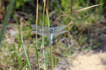 Blaue Libelle auf einem Grashalm