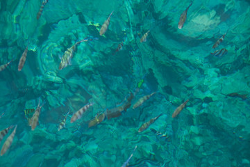 Naklejka na ściany i meble Fish in clear sea water. Snorkeling paradise