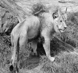 Lion is one of the four big cats in the genus Panthera, and a member of the family Felidae. With...