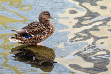 female duck on the pond in the winter waves with a reflection of the background