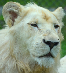 White lion is a rare color mutation of the lion. Until 2009 when the first pride of white lions was...
