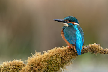 Kingfisher (Alcedo atthis) perched on moss covered branch