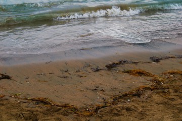 bird on the beach