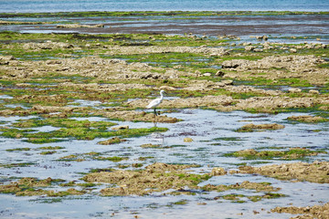 France. Island Ile de Re. White bird 