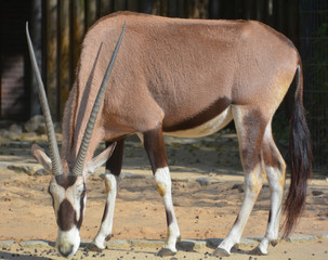 The East African oryx (Oryx beisa), also known as the beisa is a species of antelope from East...