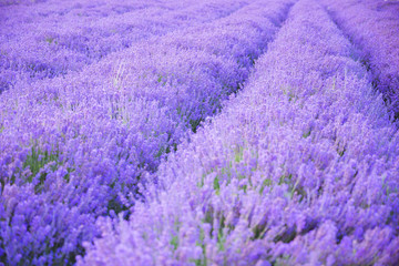 Obraz na płótnie Canvas Lavender flowers in bloom